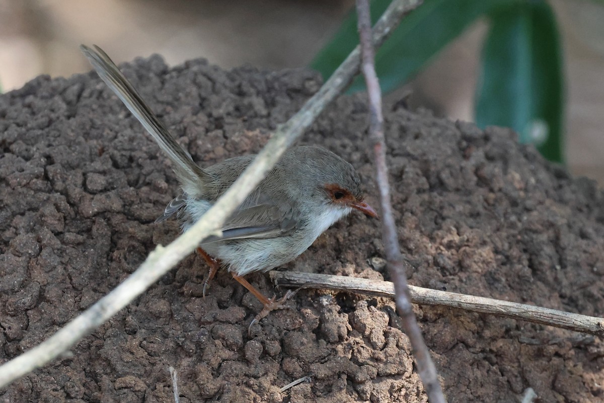 Superb Fairywren - ML617552598