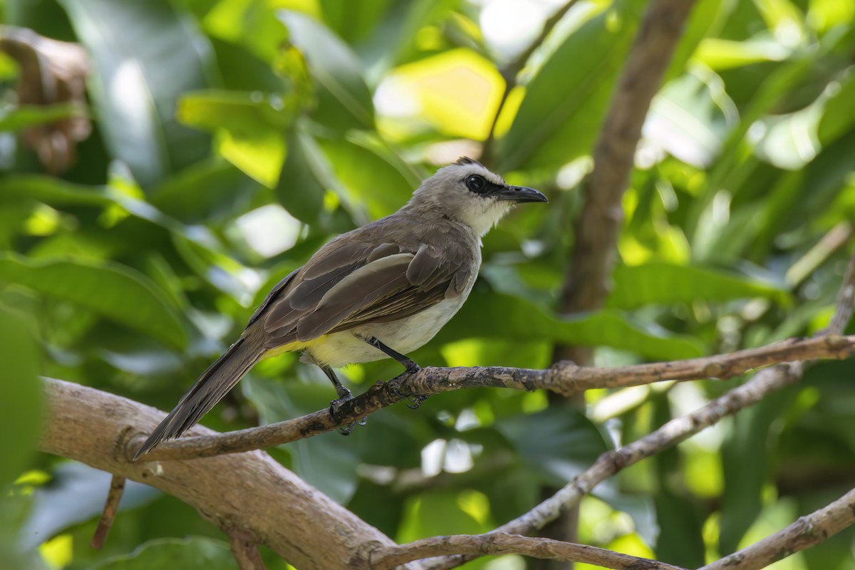 Yellow-vented Bulbul - Andreas Heikaus