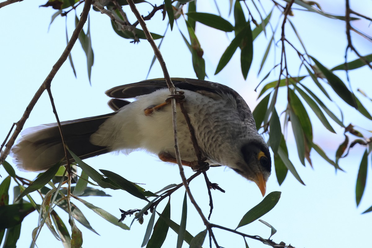 Noisy Miner - ML617552628