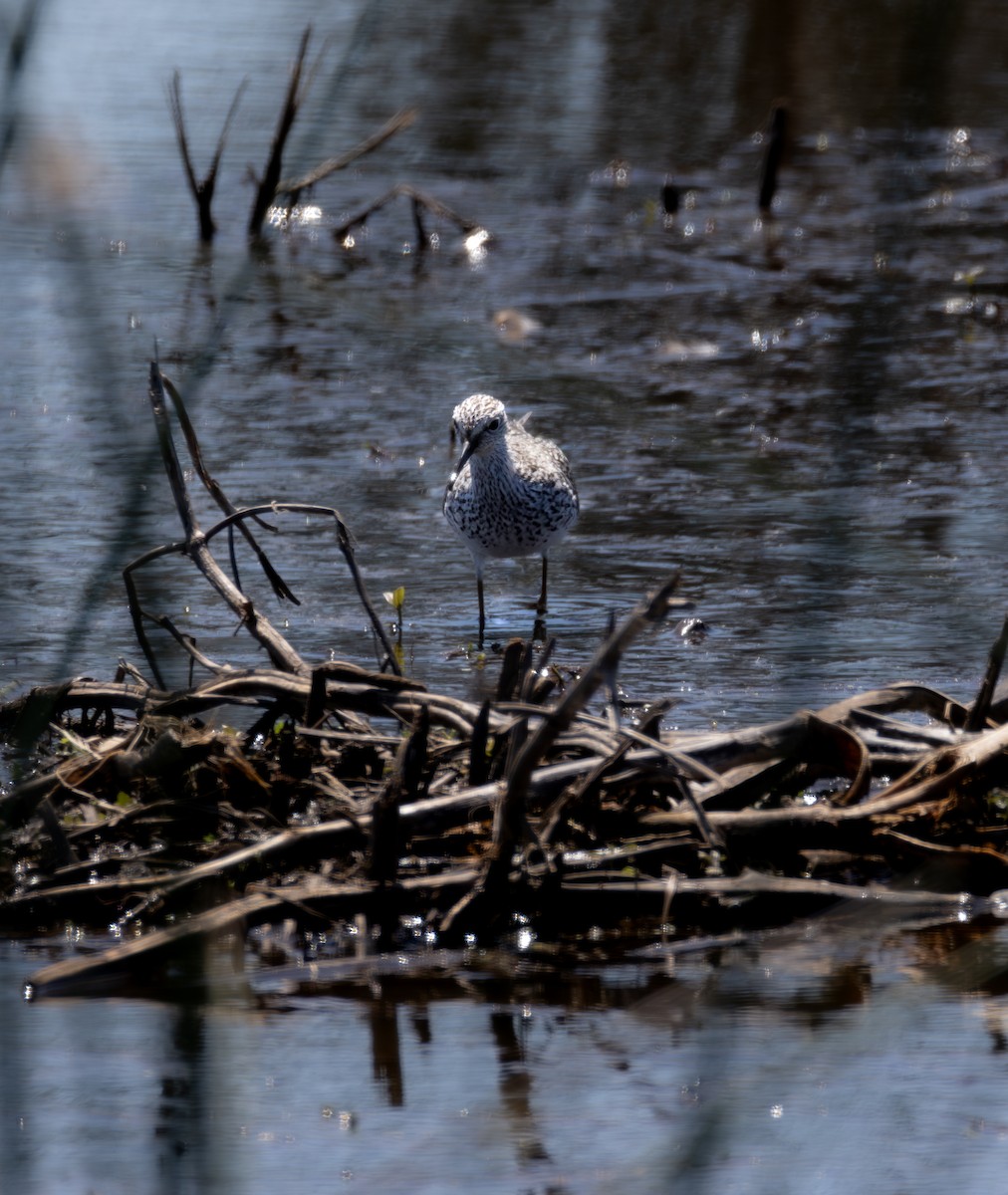 Stilt Sandpiper - ML617552631