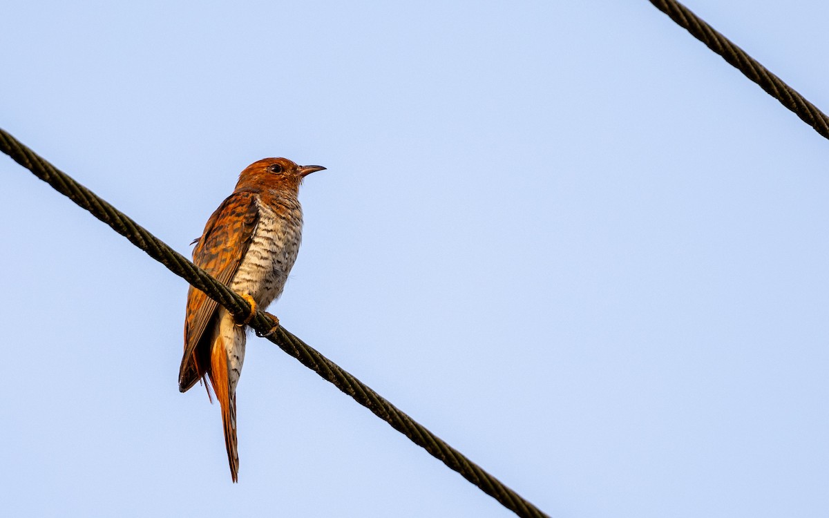 Gray-bellied Cuckoo - ML617552655