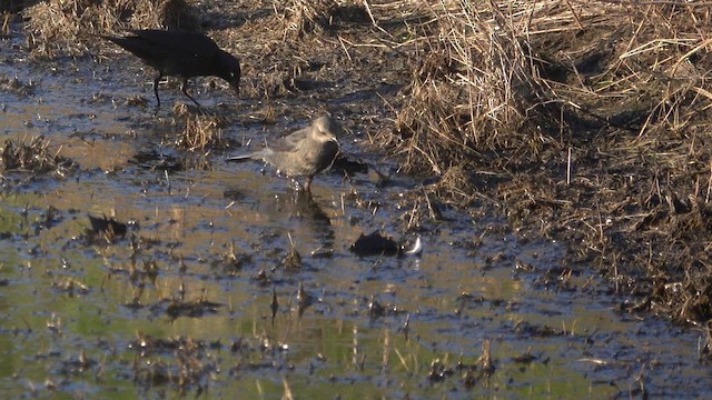 Brewer's Blackbird - ML617552671