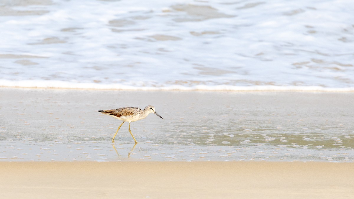 Common Greenshank - ML617552673