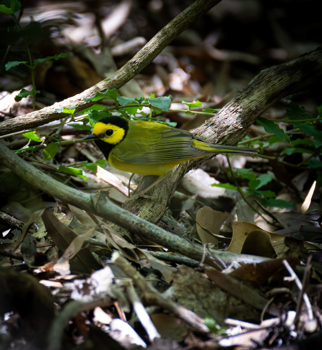 Hooded Warbler - ML617552677