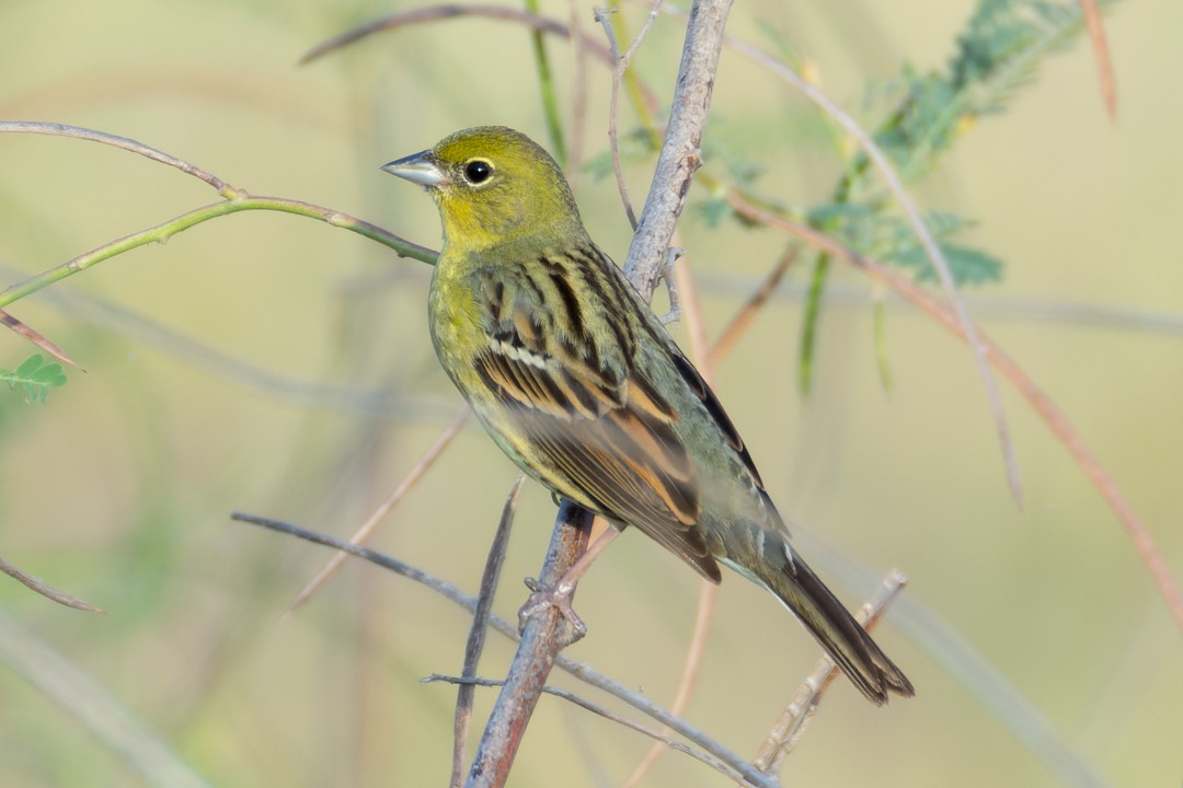 Yellow Bunting - ML617552690