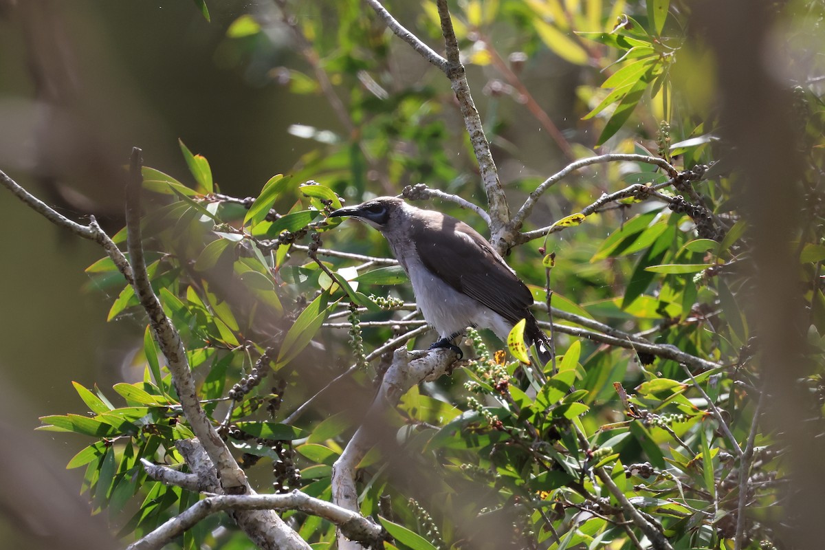 Little Friarbird - ML617552697