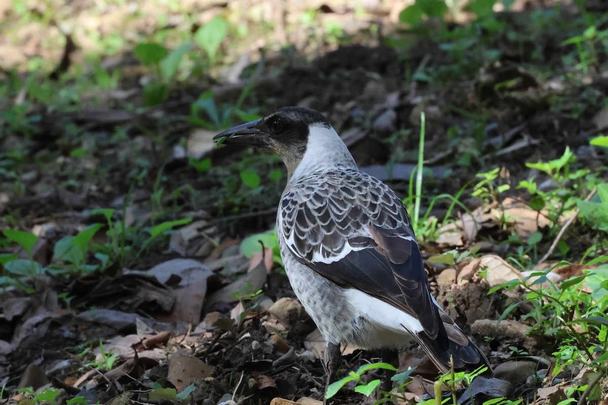 Australian Magpie - ML617552709