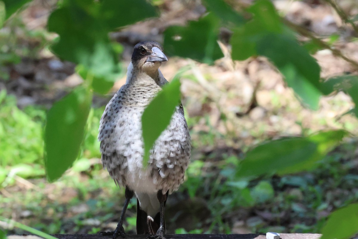 Australian Magpie - ML617552710