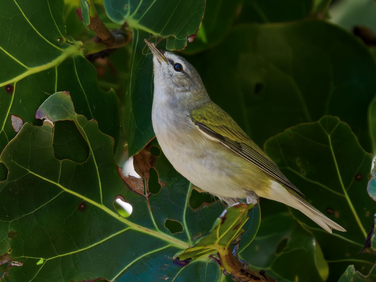 Tennessee Warbler - ML617552727