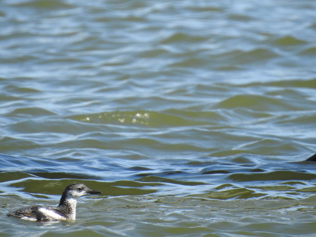 Black Guillemot - ML617552734