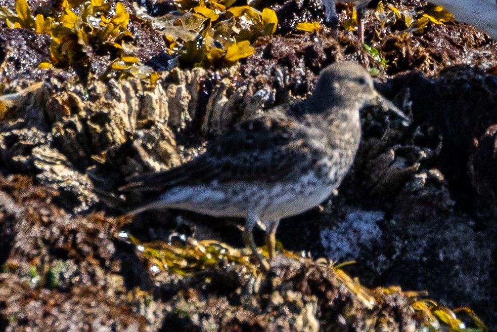 Rock Sandpiper - ML617552742