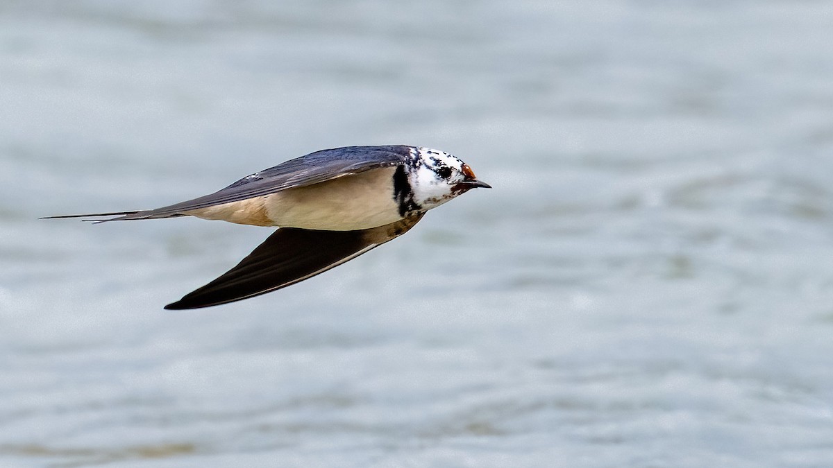 Barn Swallow - ML617552756