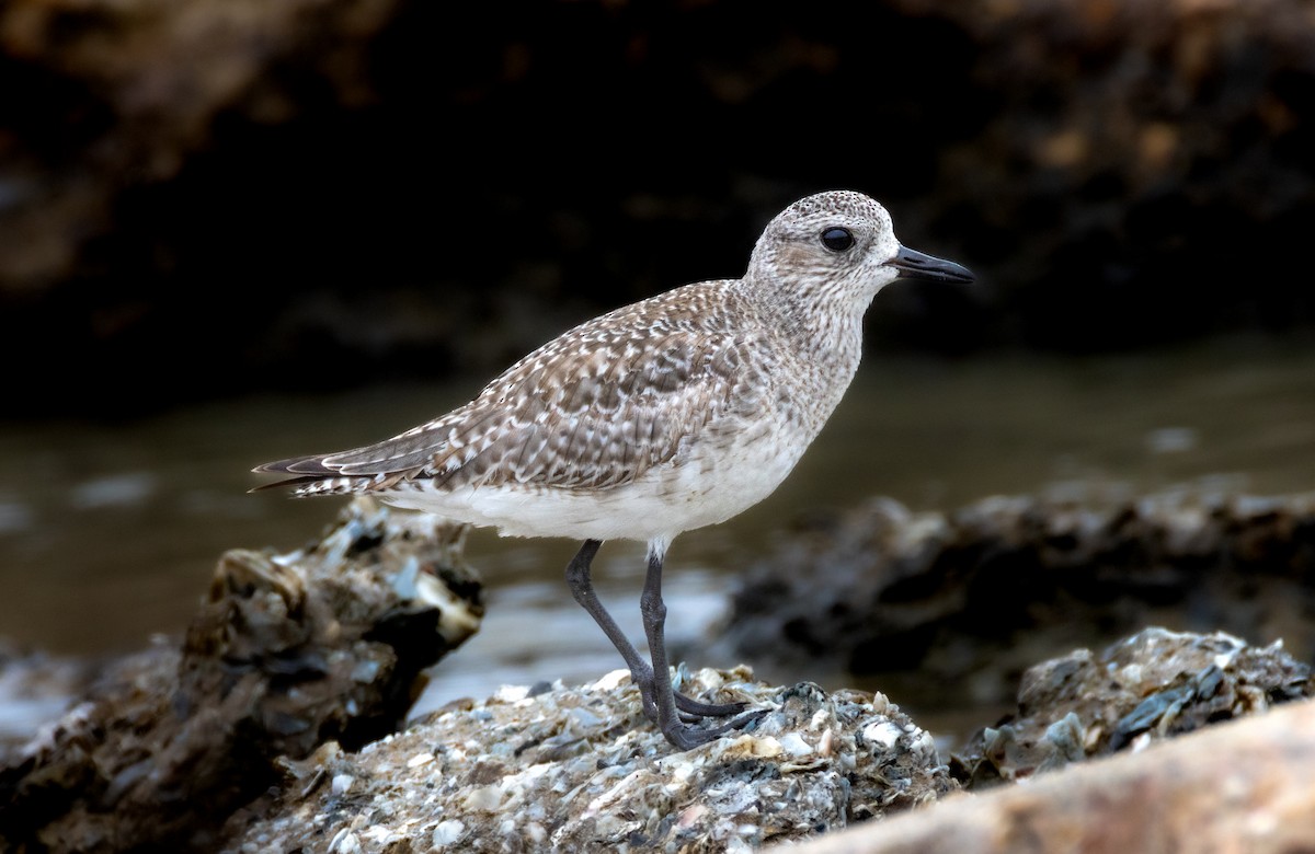 Black-bellied Plover - ML617552769