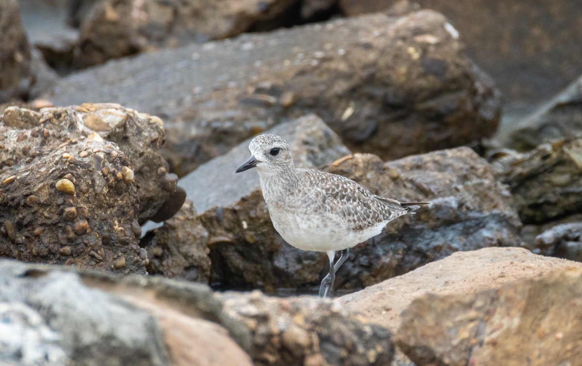 Black-bellied Plover - ML617552770