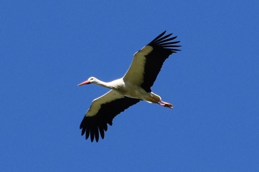 White Stork - José Ángel Antúnez