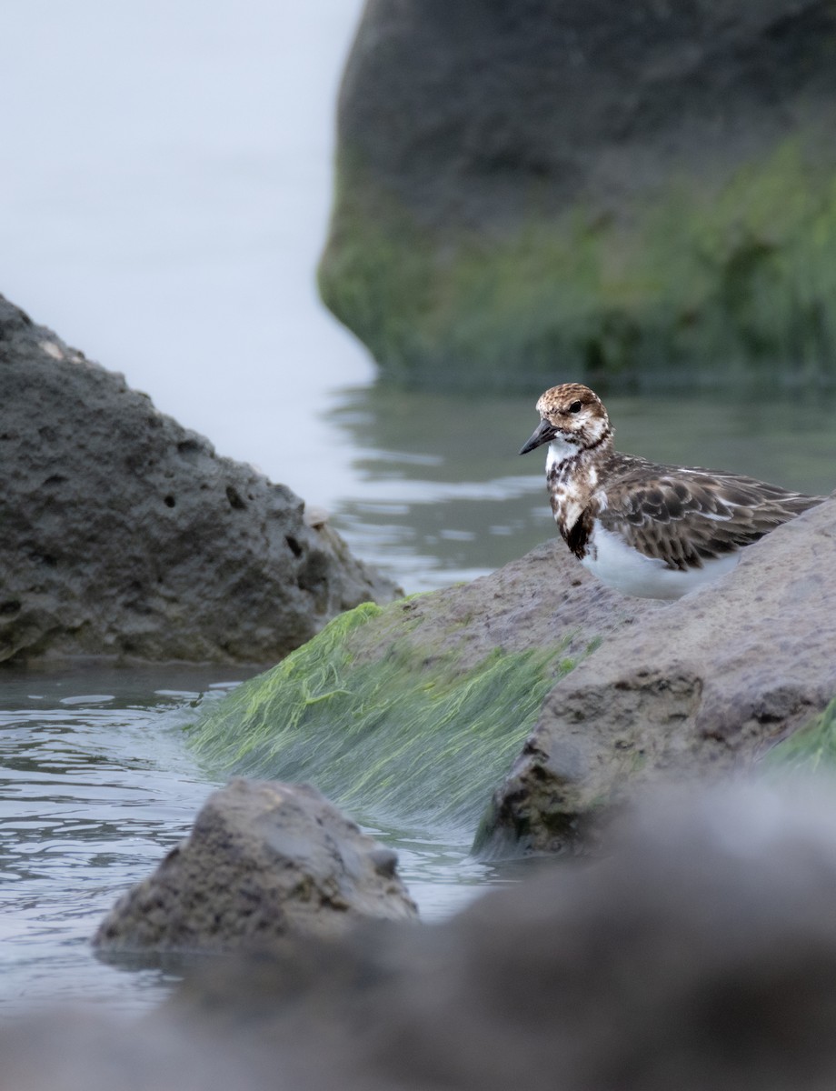 Ruddy Turnstone - ML617552797