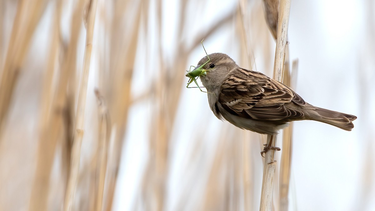 House Sparrow - ML617552810