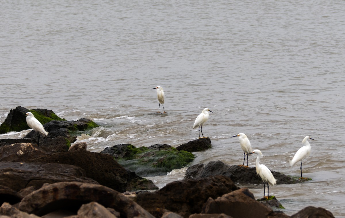 Snowy Egret - ML617552812