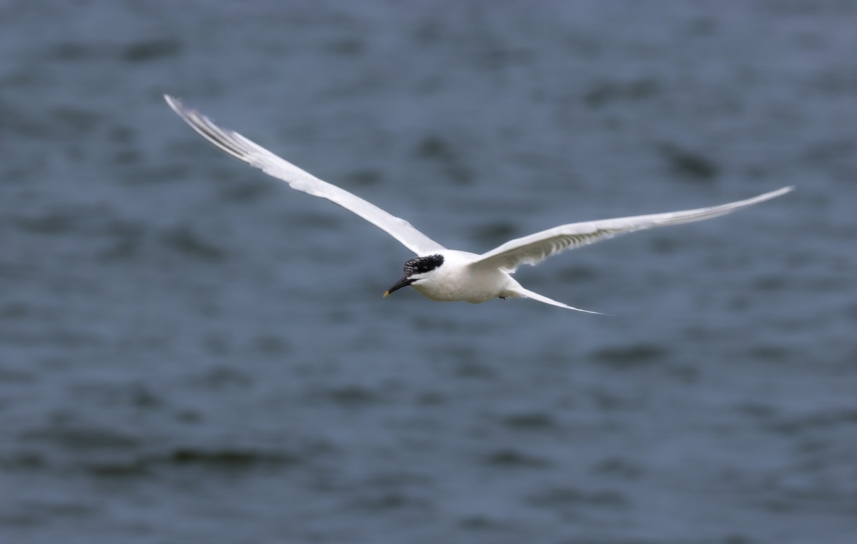 Sandwich Tern - ML617552839