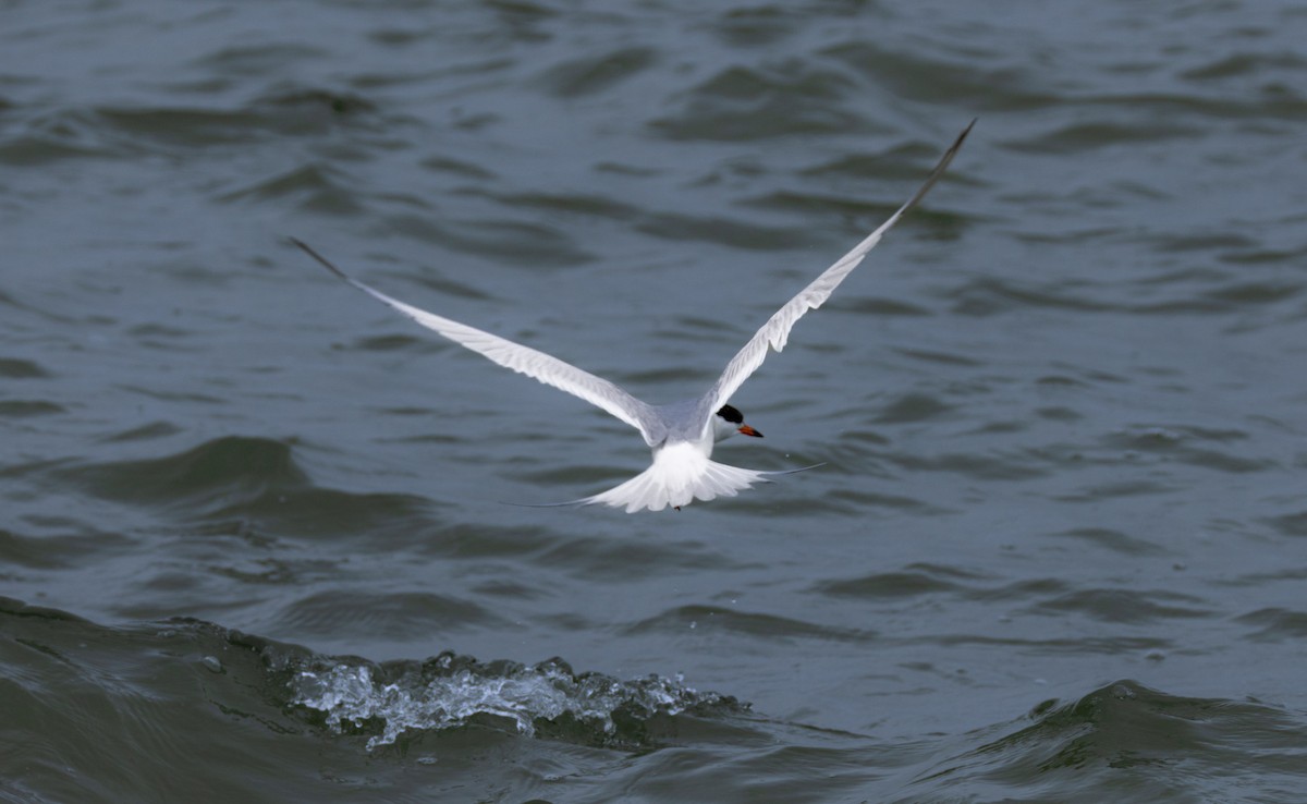 Common Tern - ML617552841