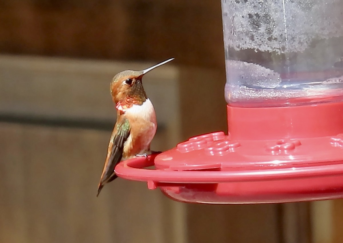 Rufous Hummingbird - ML617552882