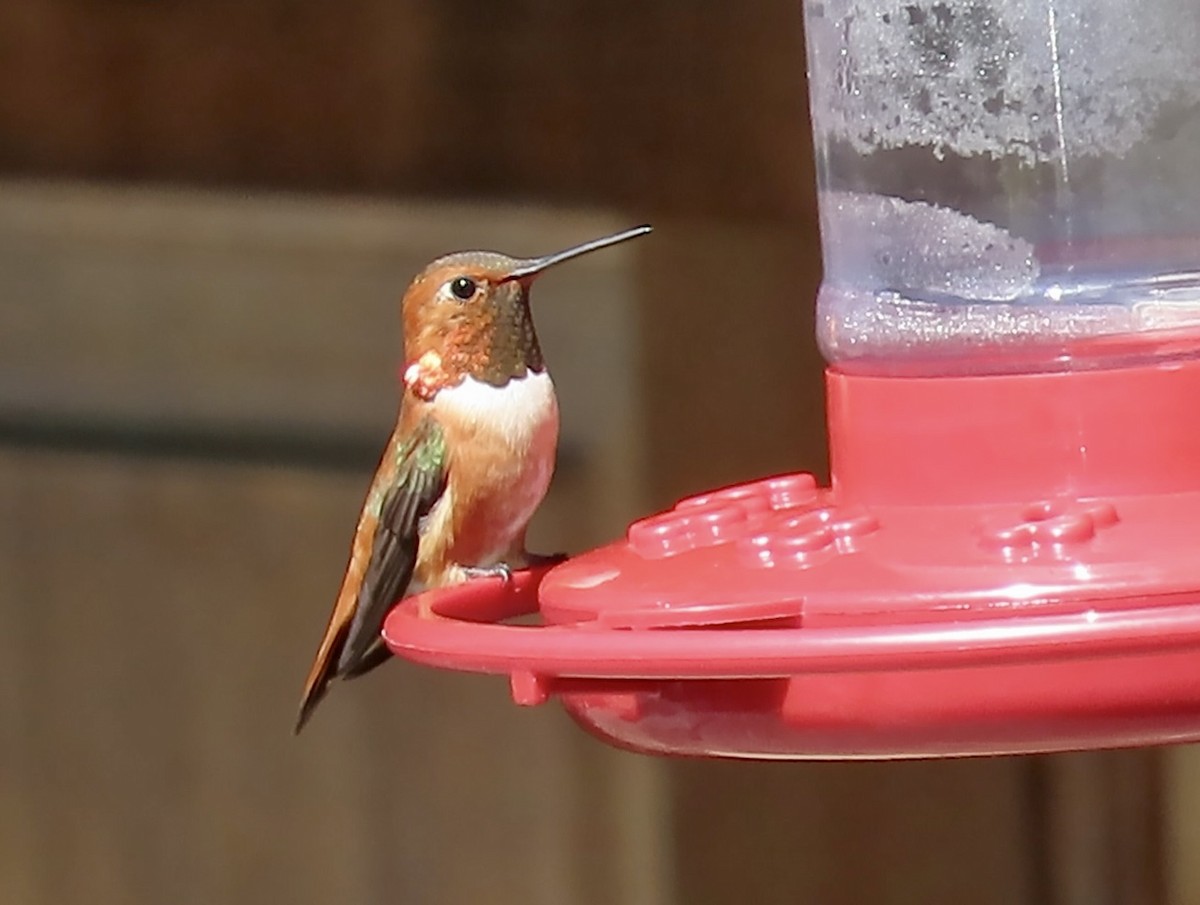 Rufous Hummingbird - ML617552885