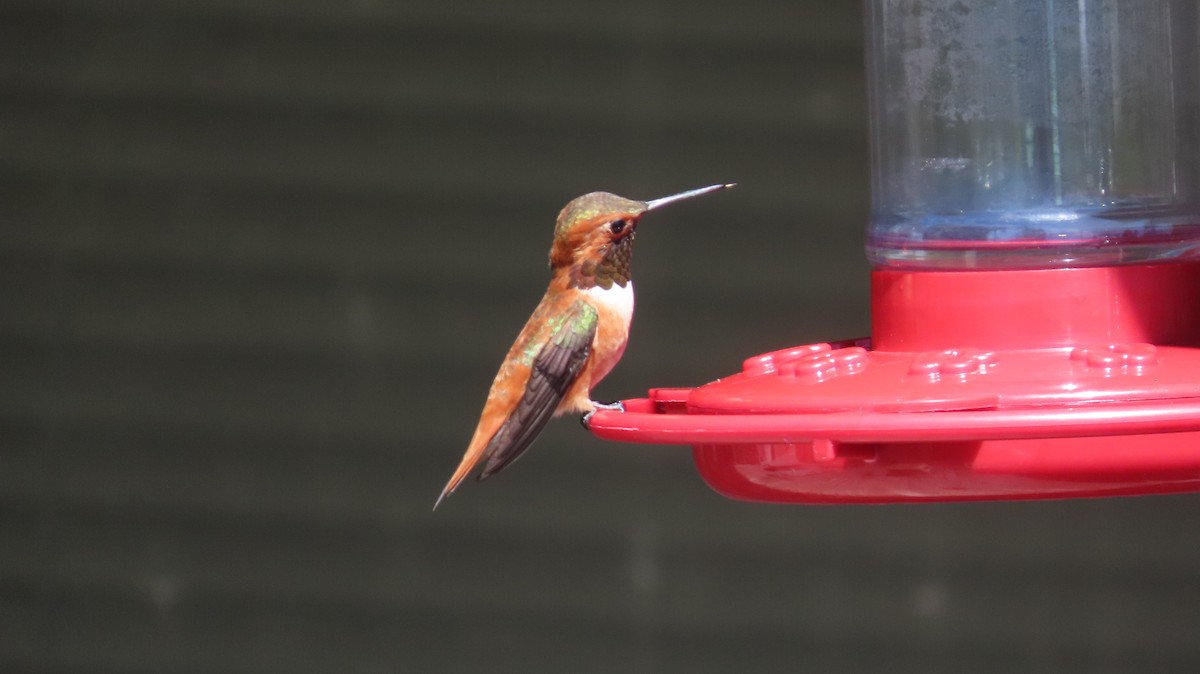 Rufous Hummingbird - ML617552886