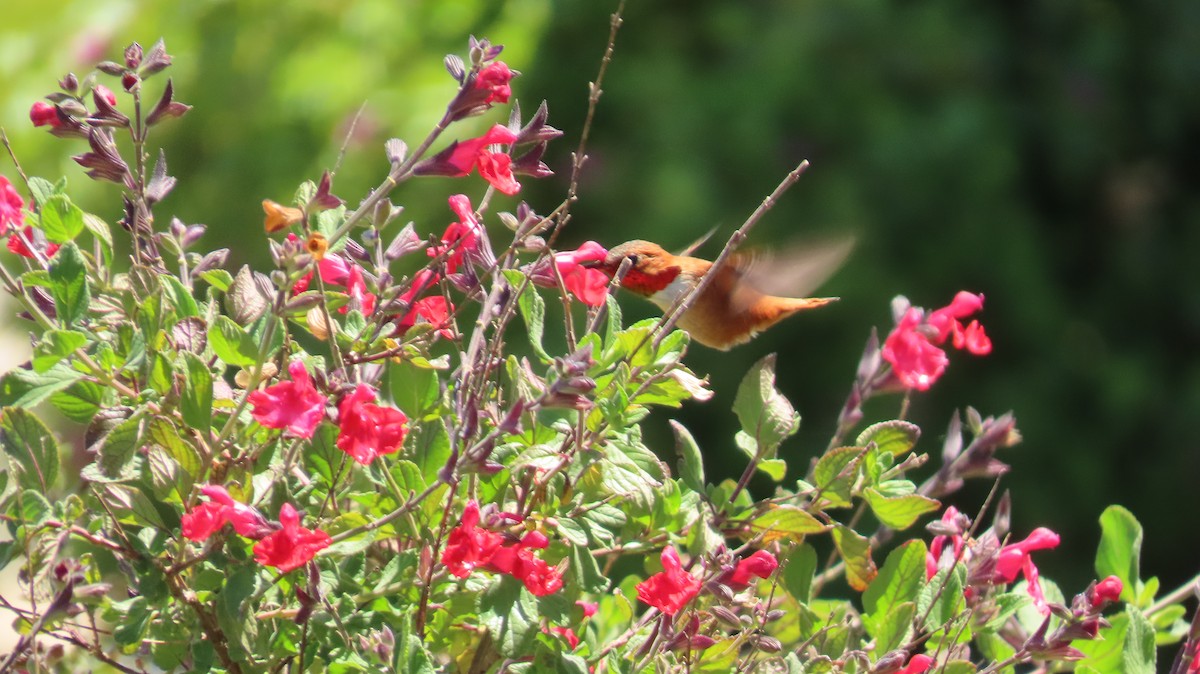 Rufous Hummingbird - ML617552889