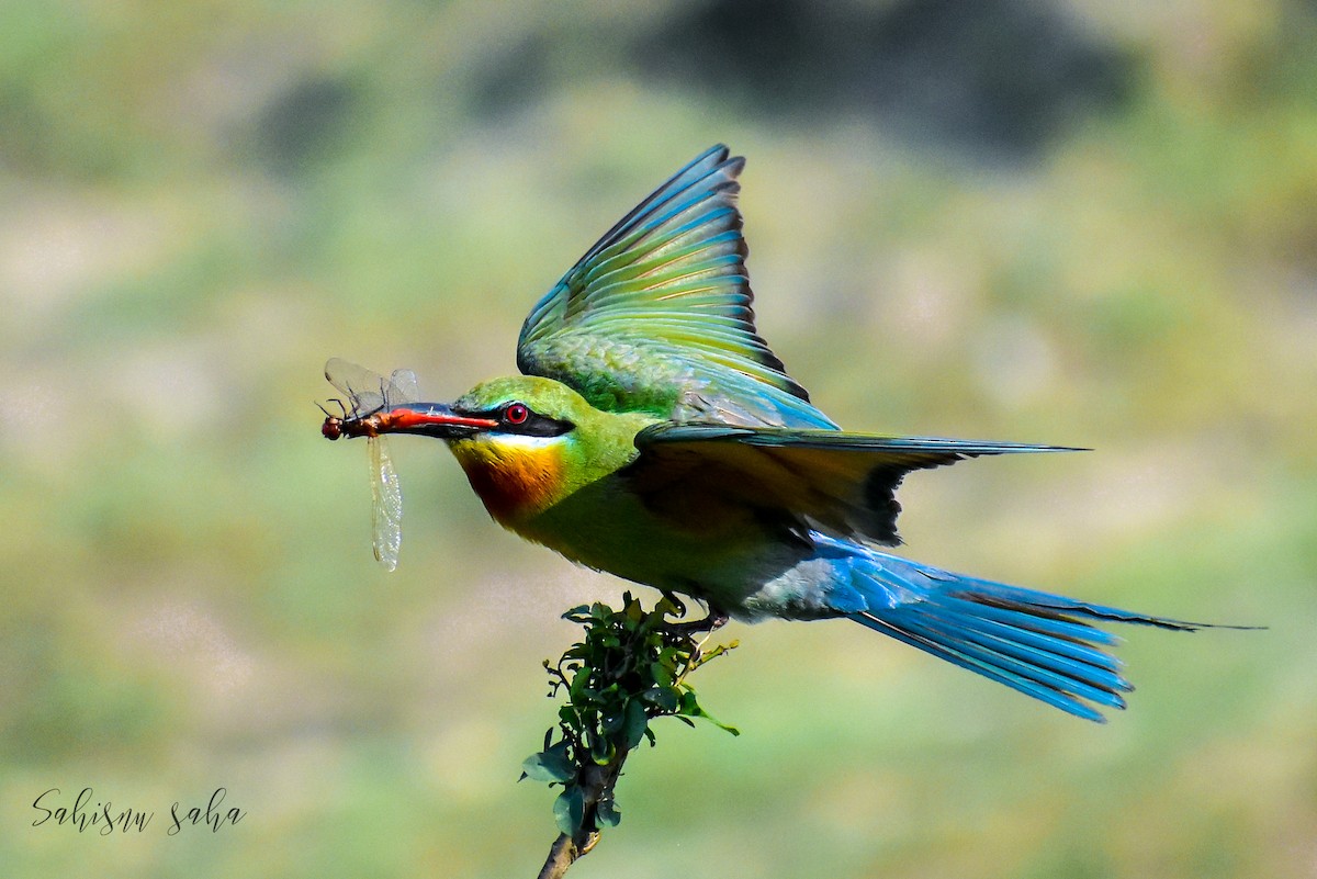 Blue-tailed Bee-eater - ML617552958