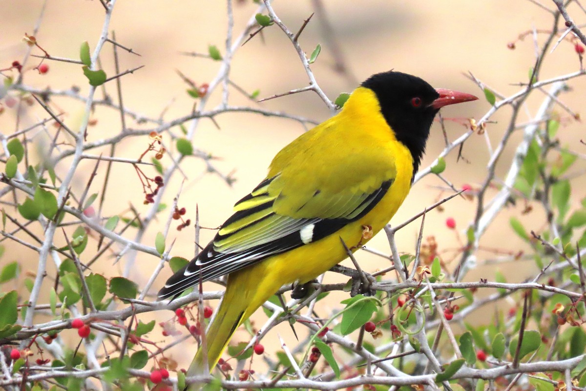 African Black-headed Oriole - ML617552965