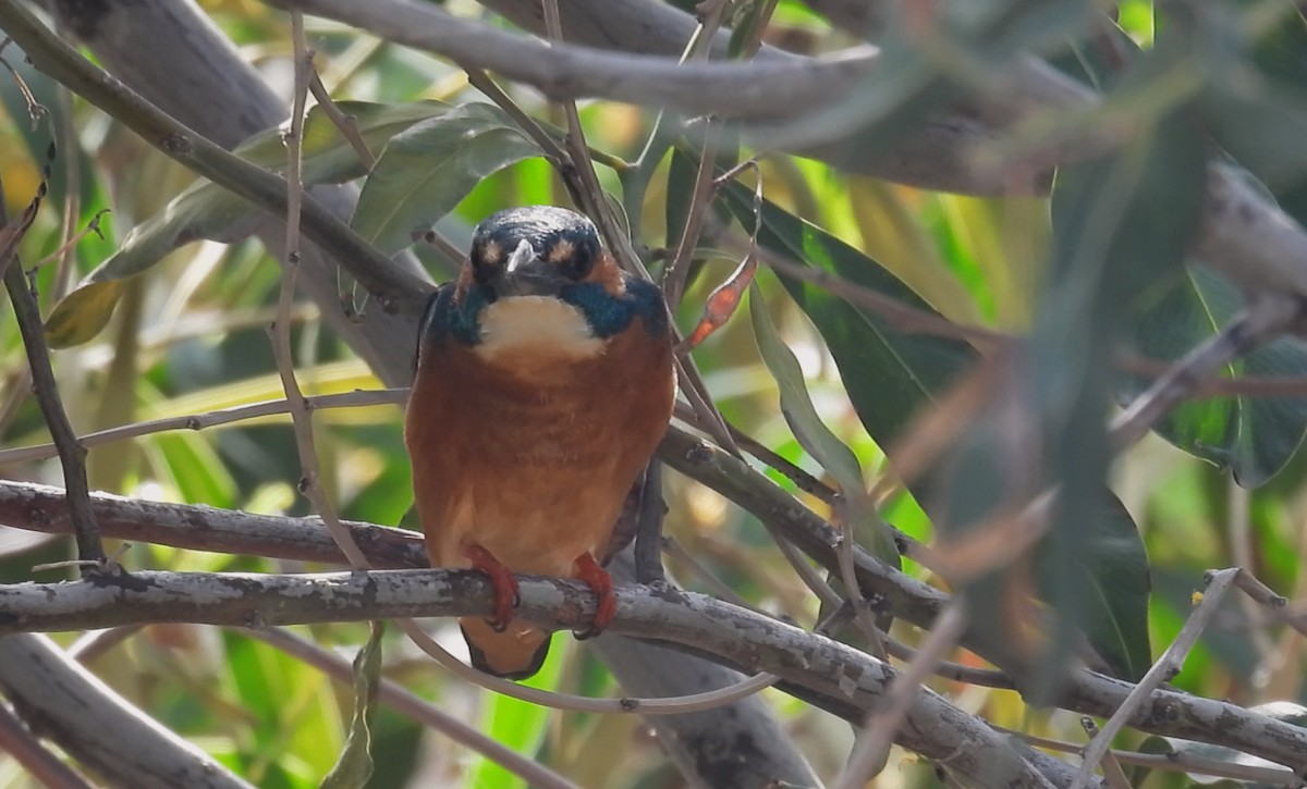 Common Kingfisher - ML617552969