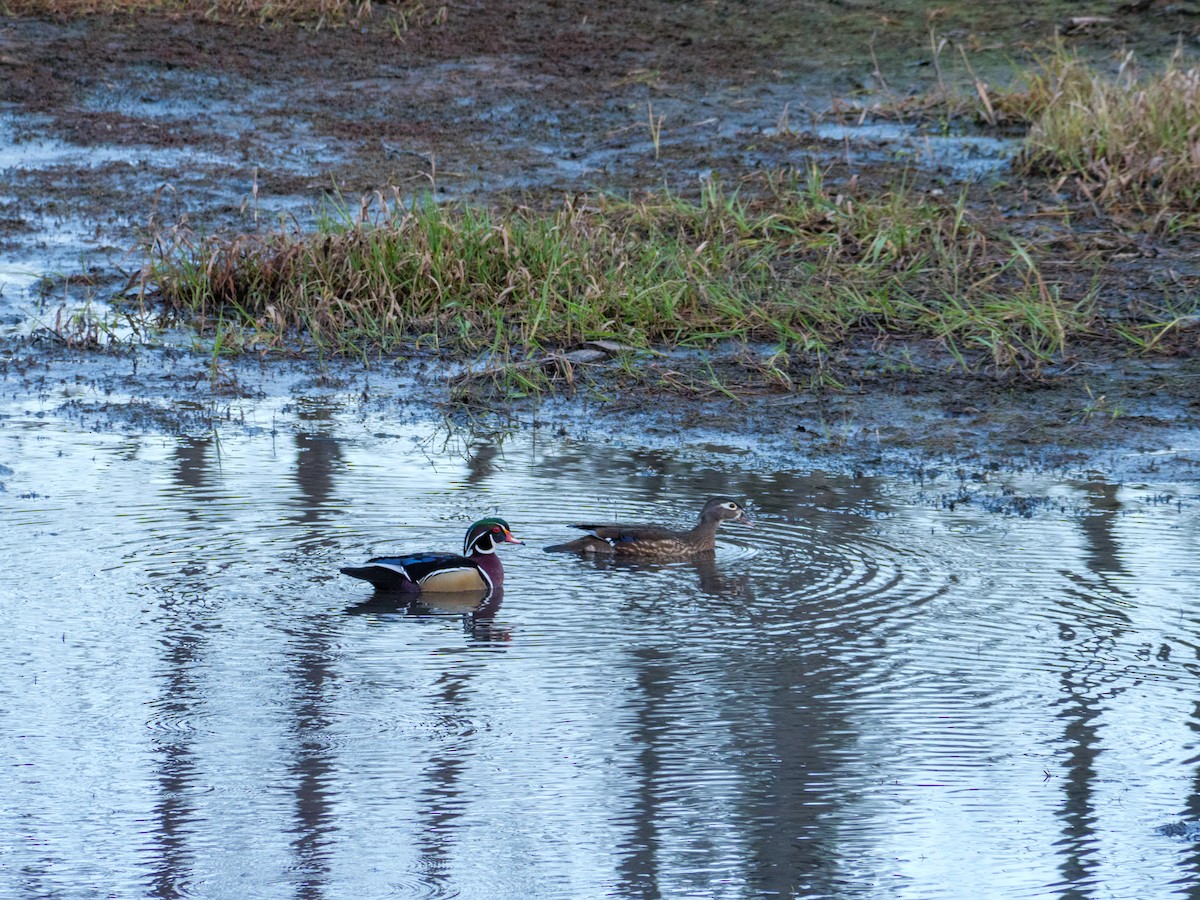 Wood Duck - ML617552974