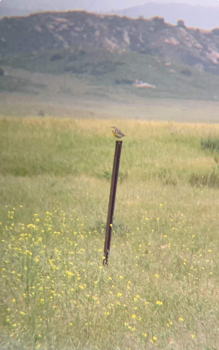 Western Meadowlark - Caroline Cecena