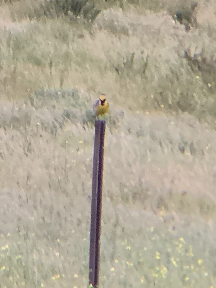 Western Meadowlark - Caroline Cecena