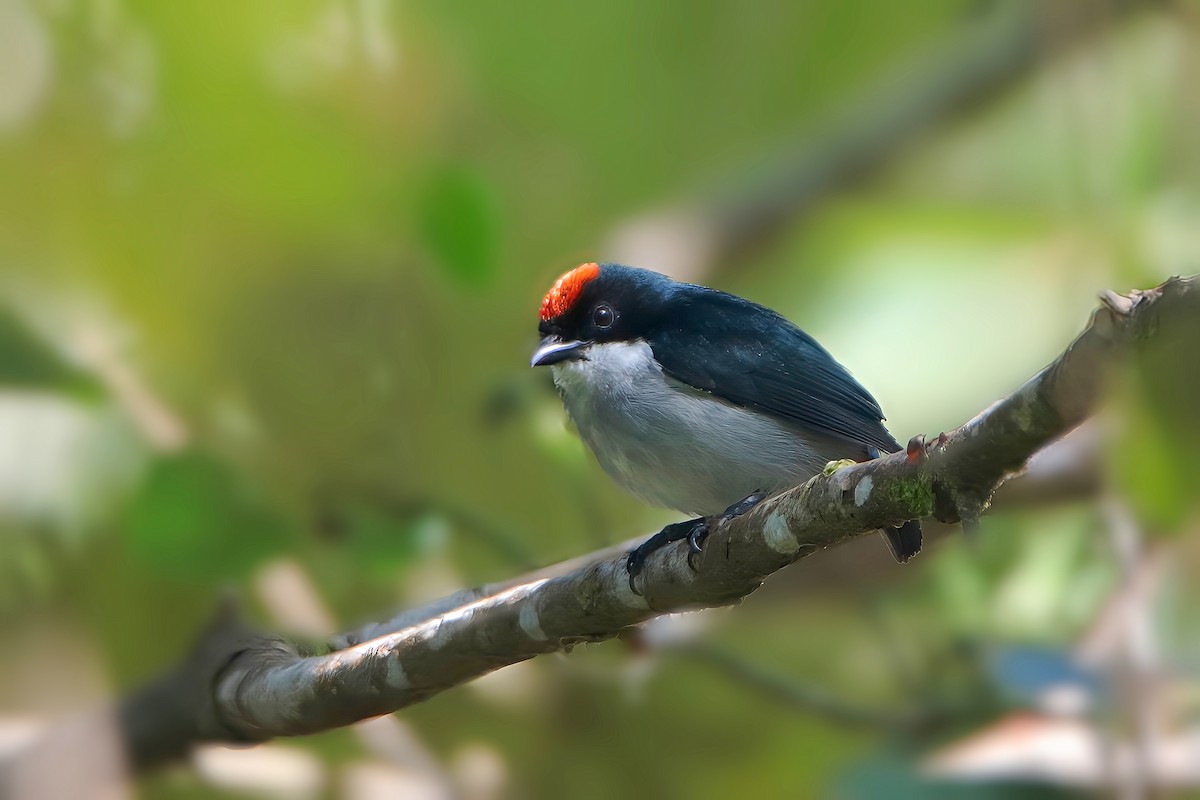 Flame-crowned Flowerpecker - ML617552981