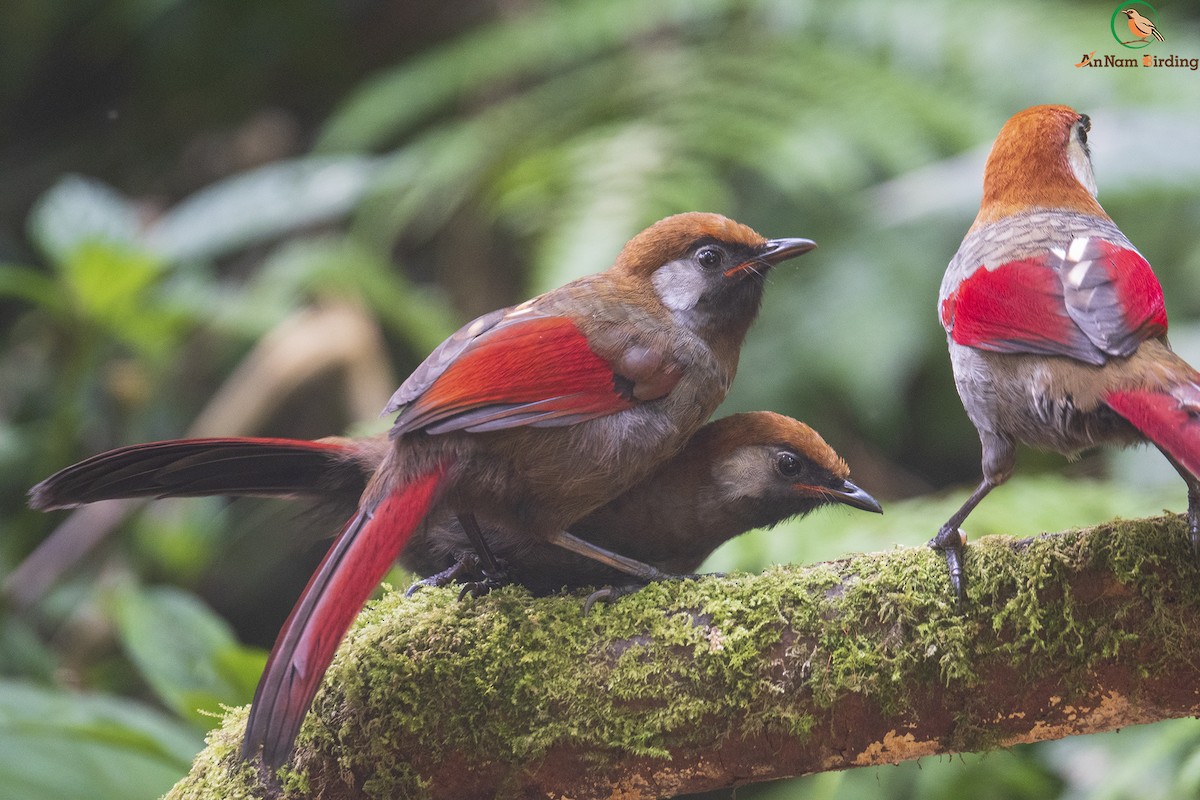 Red-tailed Laughingthrush - ML617552993