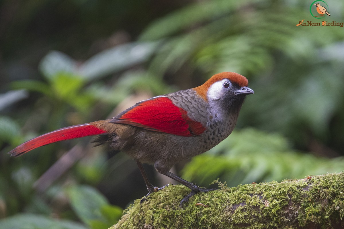 Red-tailed Laughingthrush - ML617552998