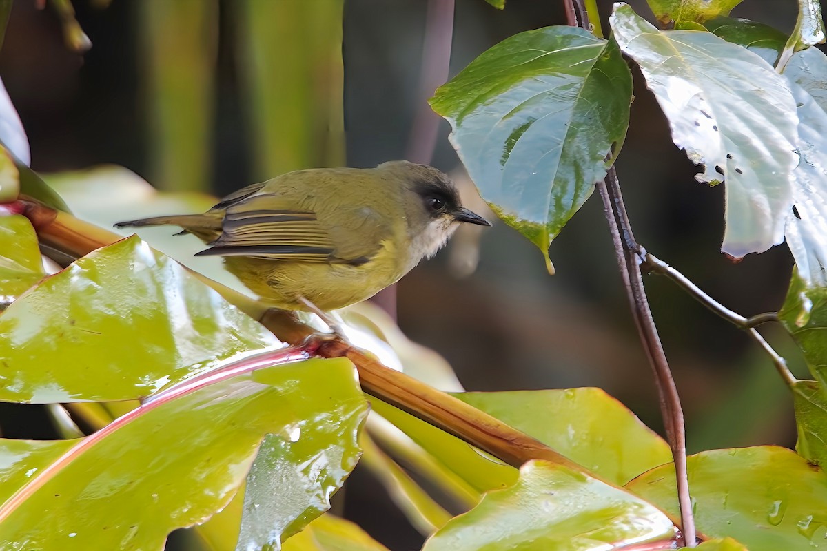 Mindanao White-eye - ML617553021