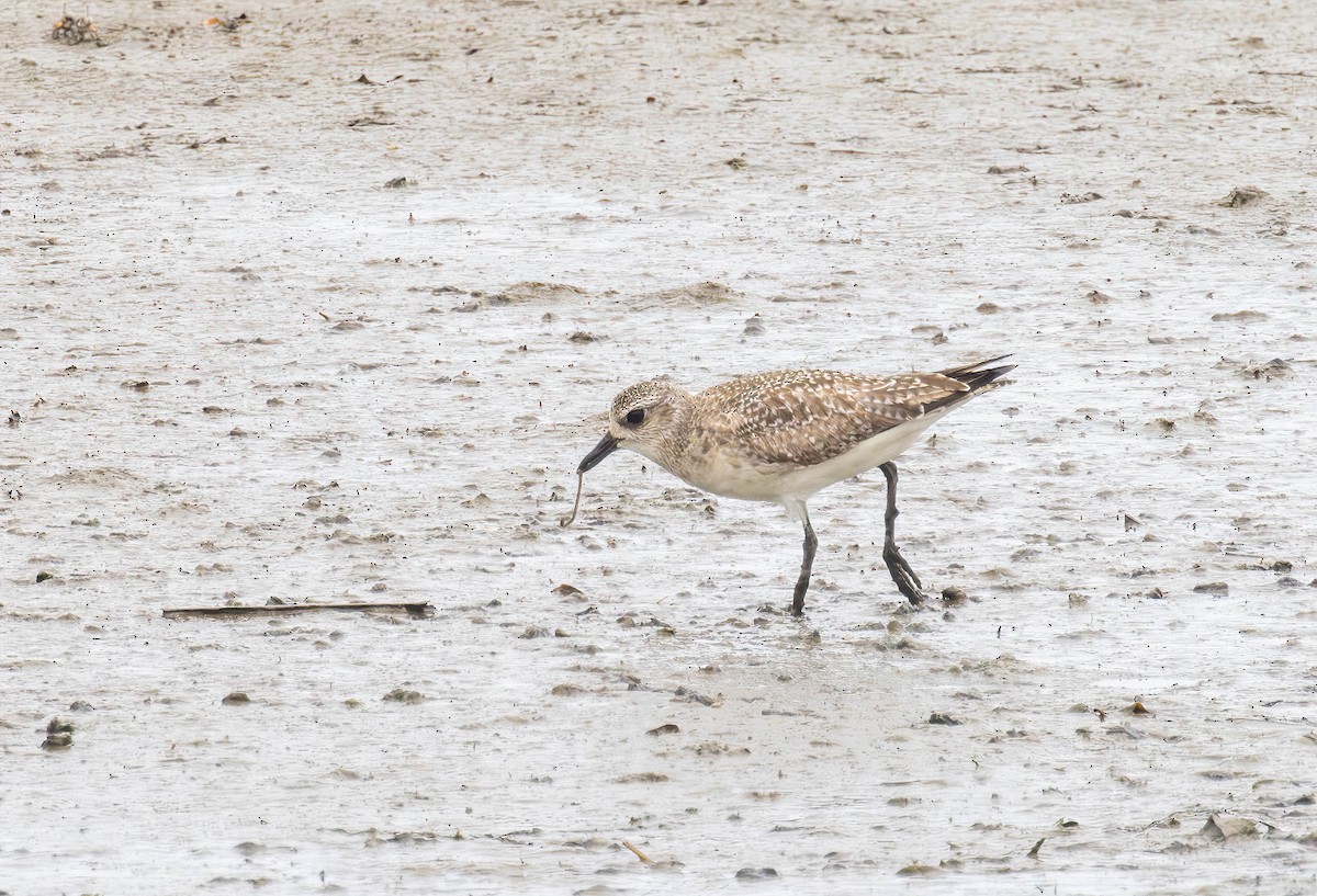 Black-bellied Plover - Archer Wang