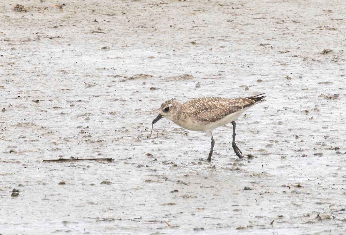 Black-bellied Plover - ML617553022