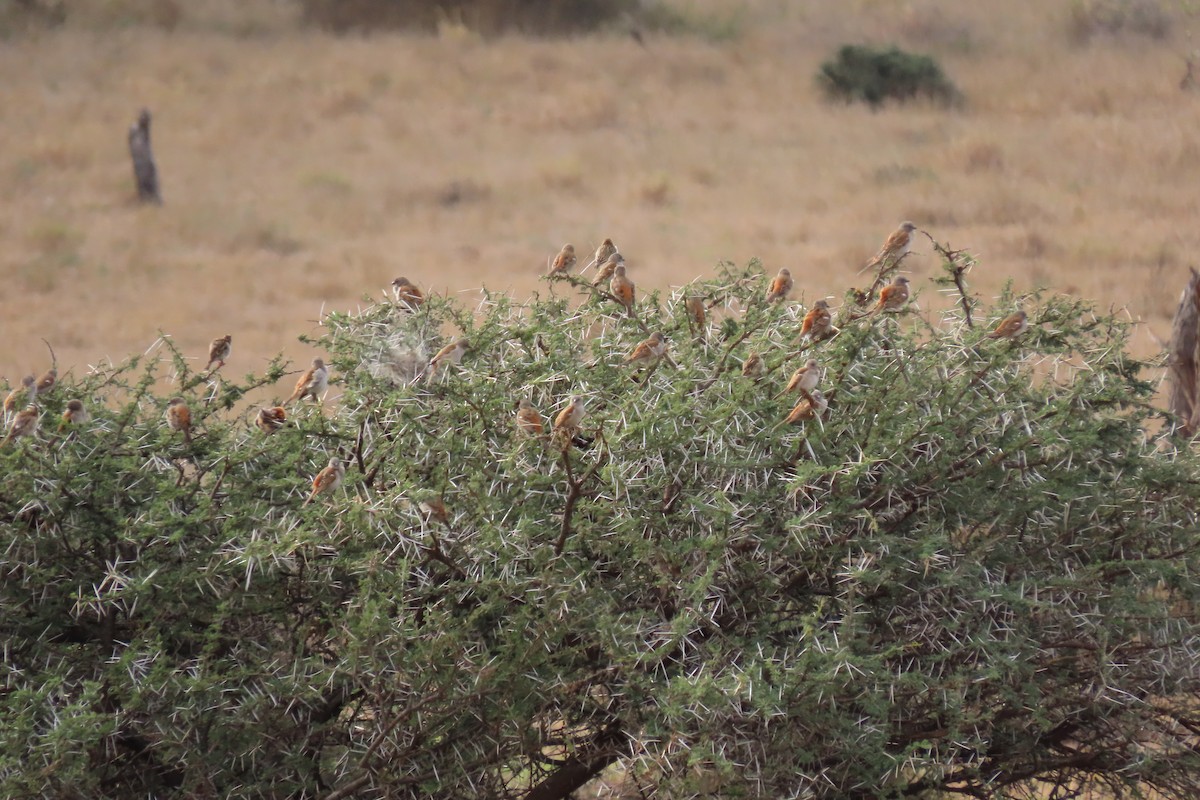 Southern Gray-headed Sparrow - ML617553026