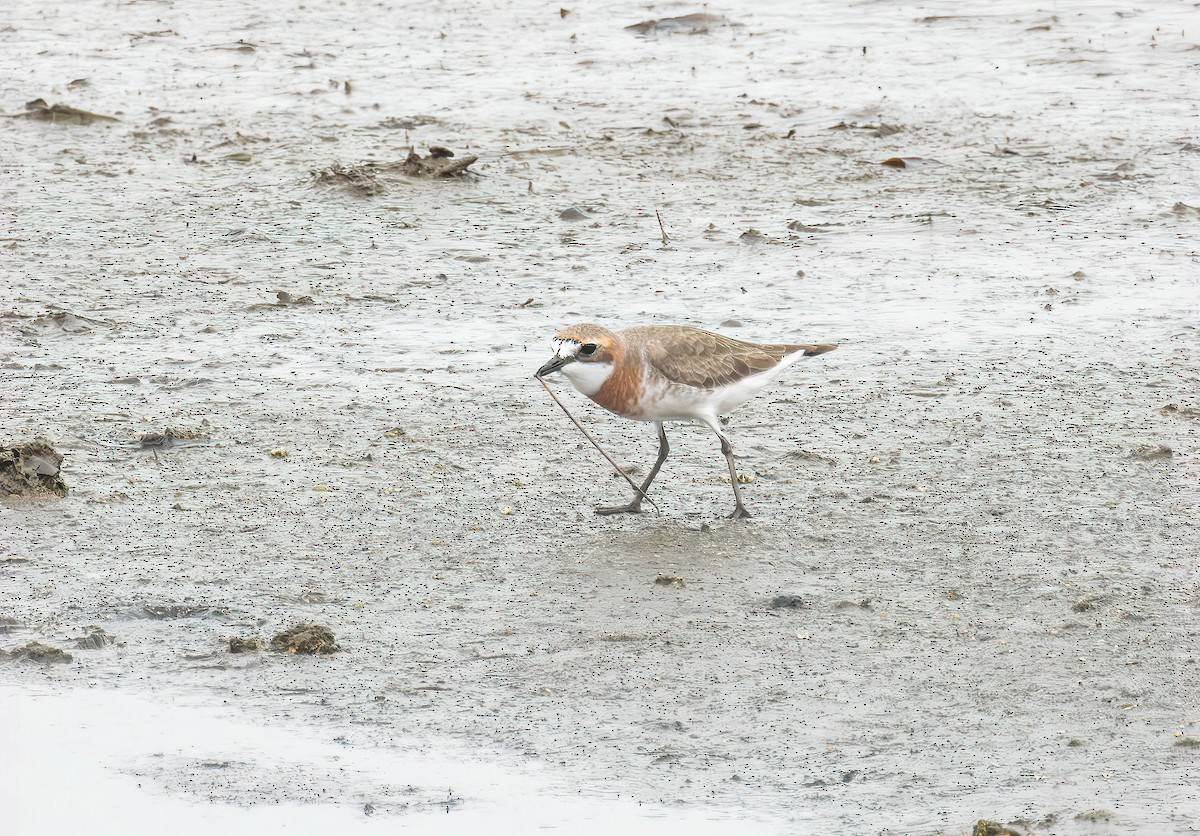 Siberian Sand-Plover - ML617553033