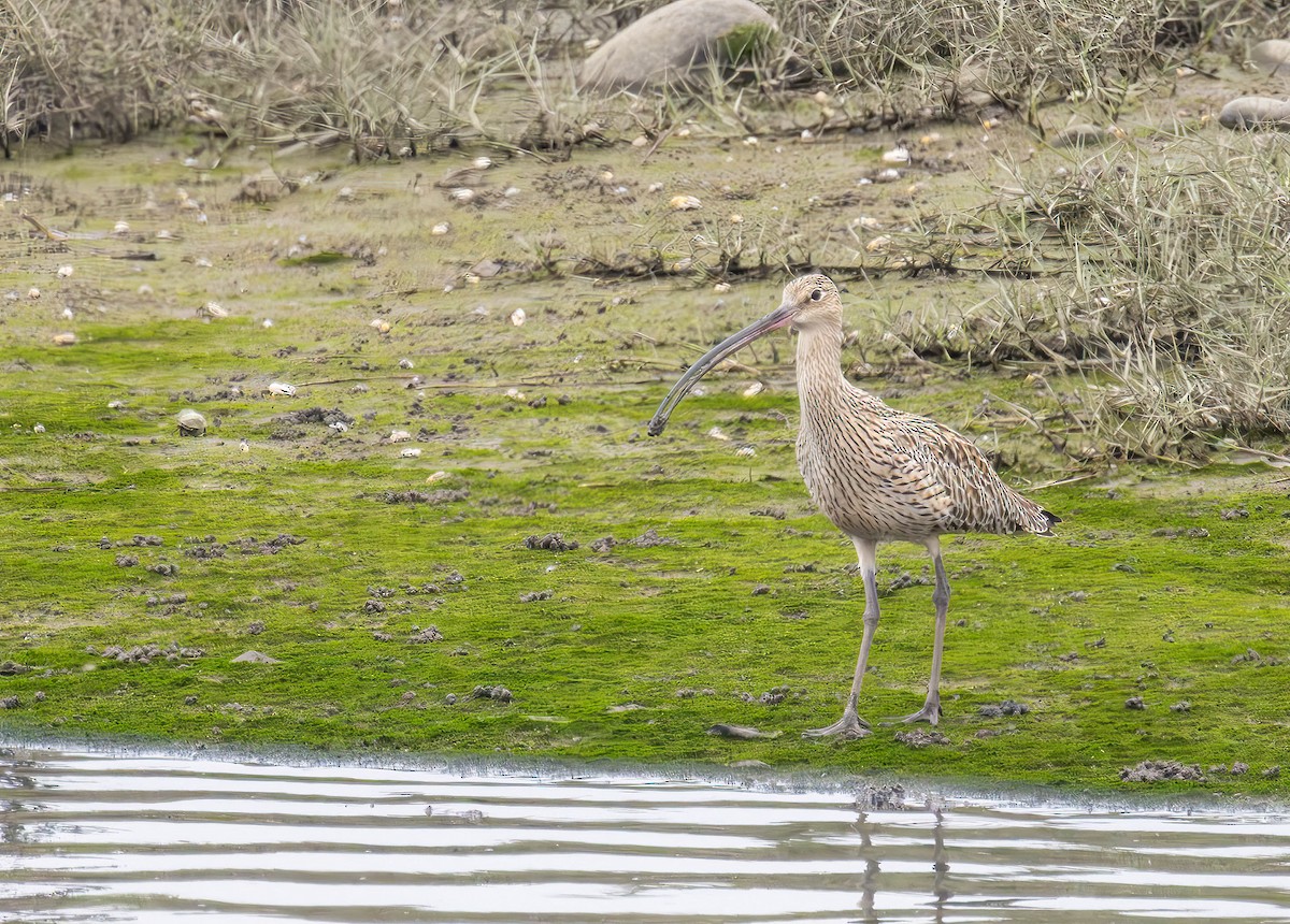 Far Eastern Curlew - Archer Wang