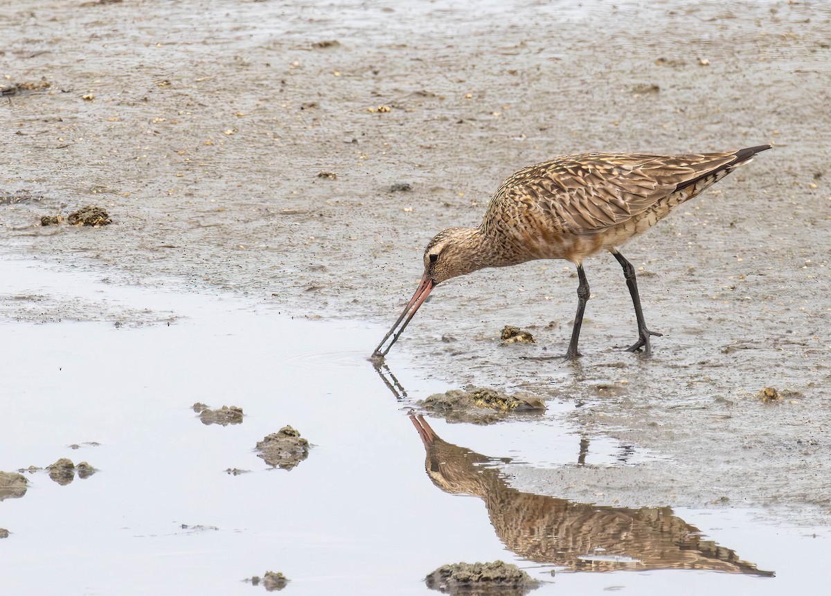 Bar-tailed Godwit - Archer Wang