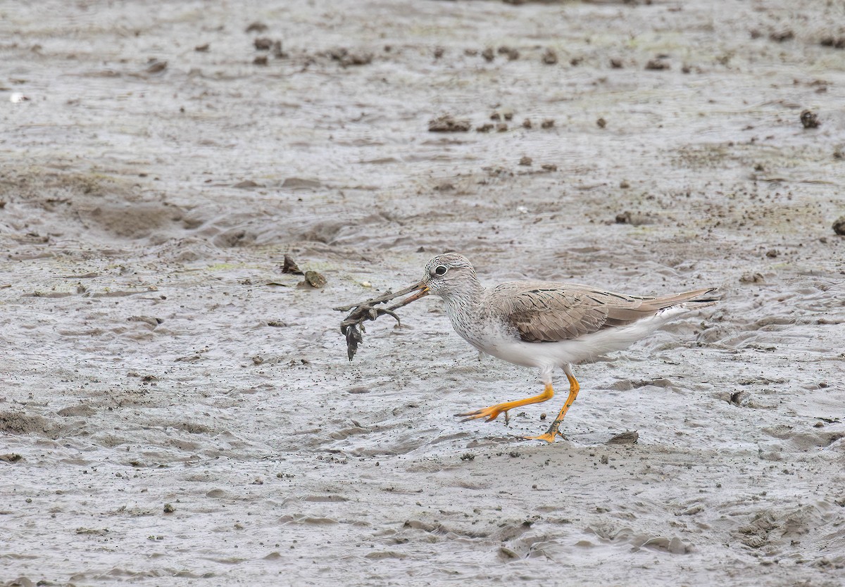 Terek Sandpiper - ML617553072