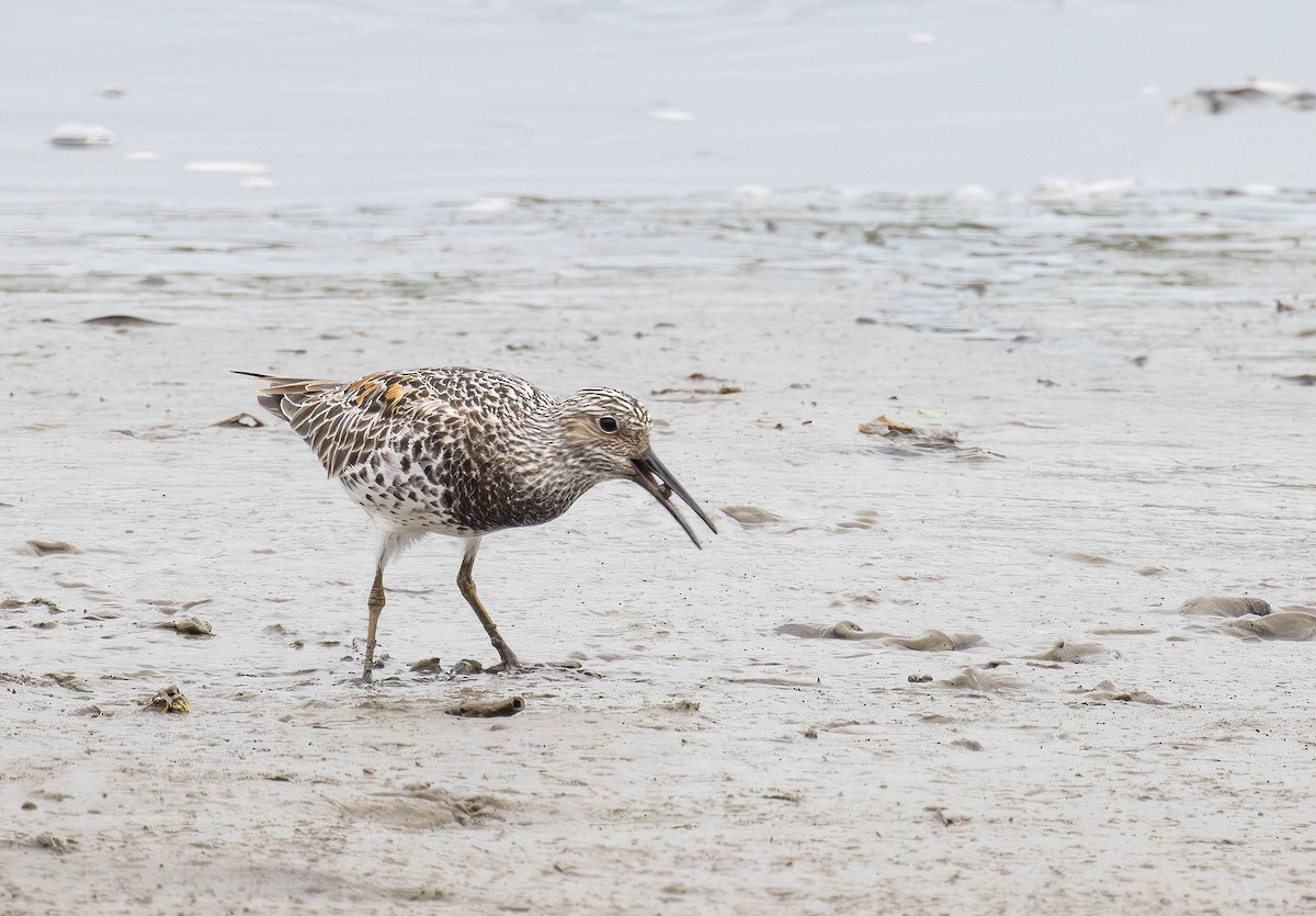 Great Knot - ML617553082