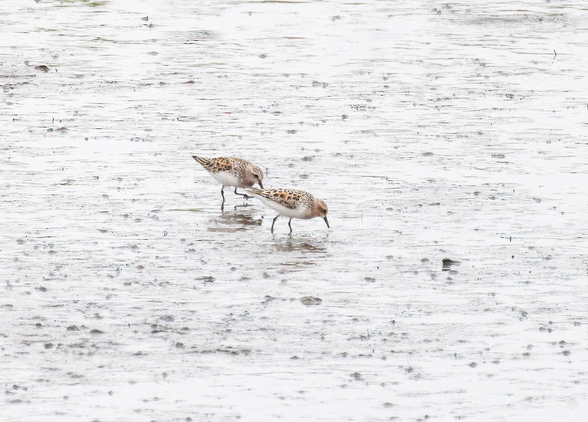 Red-necked Stint - Archer Wang