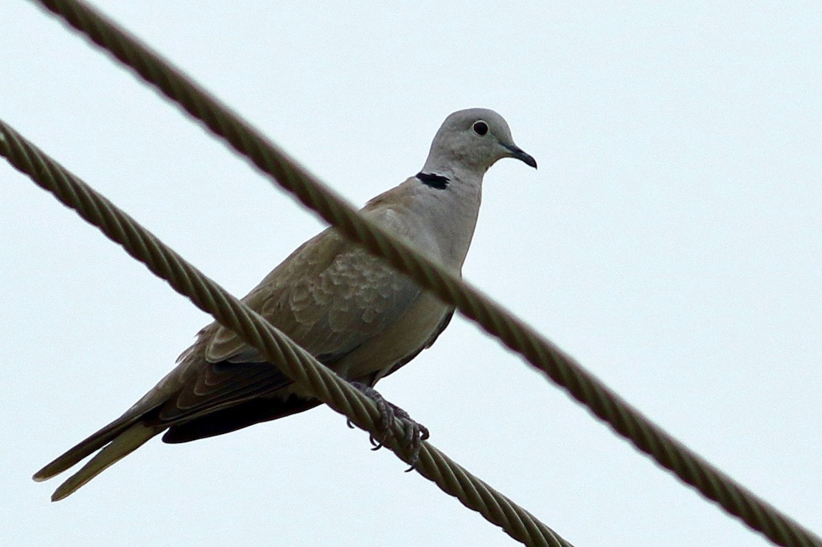 Eurasian Collared-Dove - ML617553127