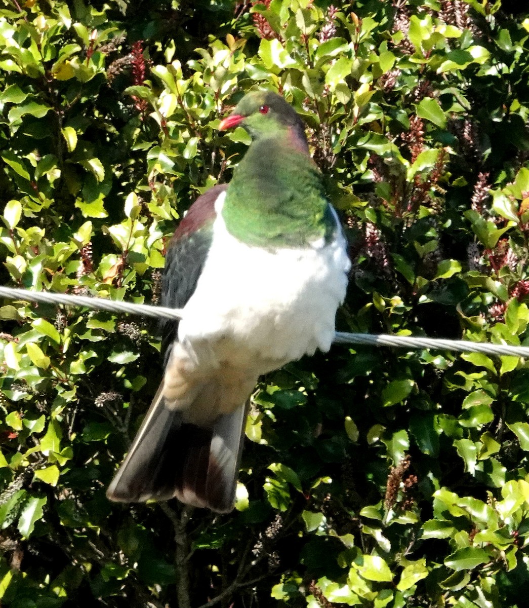 New Zealand Pigeon - Peter Woodall