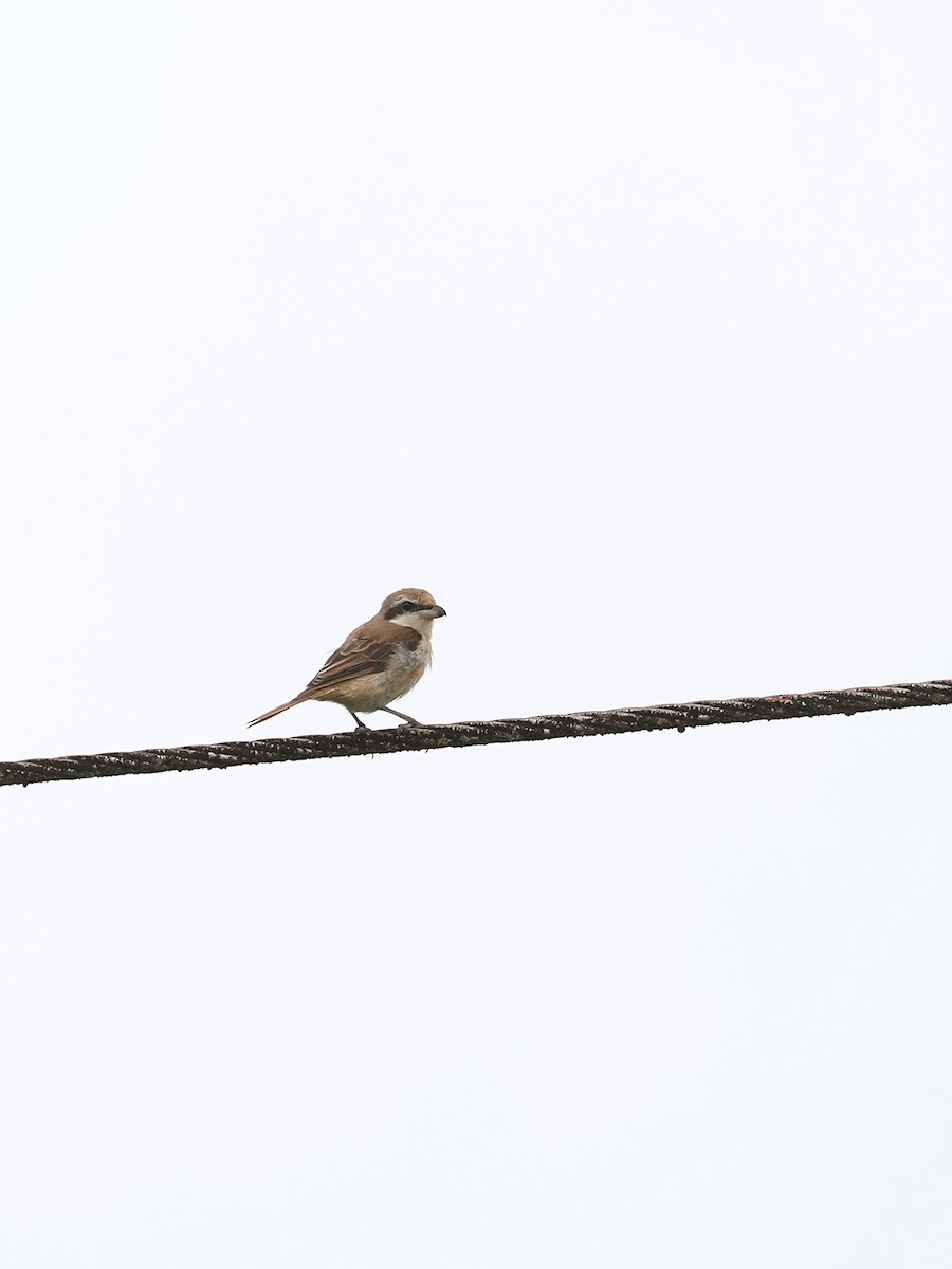 Brown Shrike - Matthias Alberti